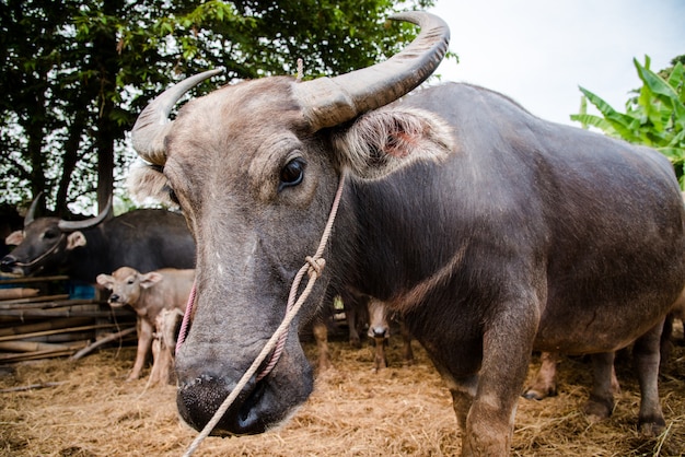 thai buffalo in farm