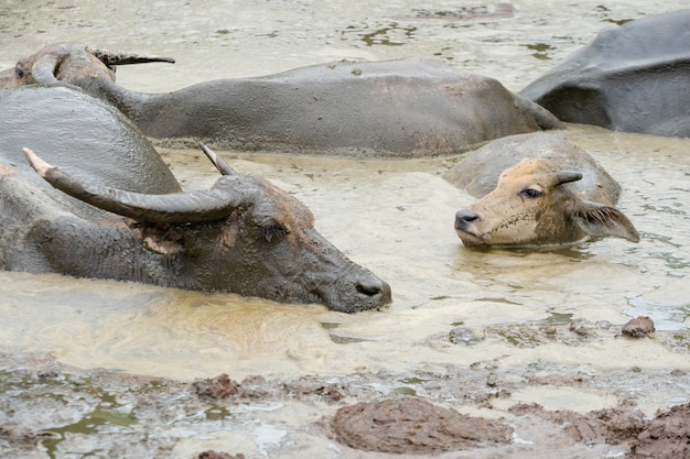 thai buffalo look sit on mud