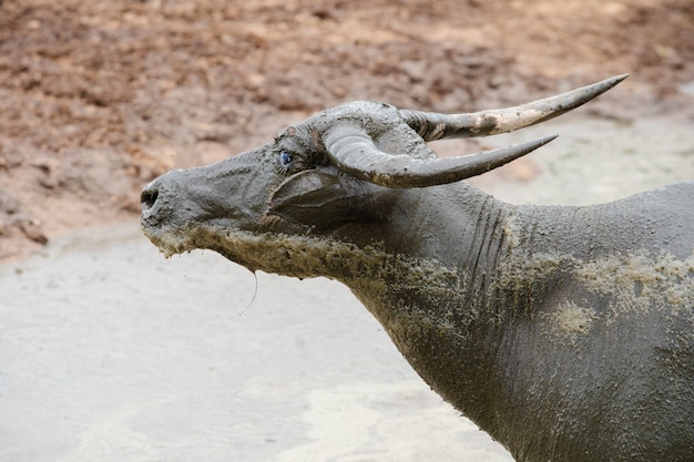 thai buffalo look stand on mud