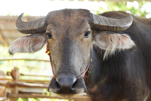 Thai buffalo in a wooden stall