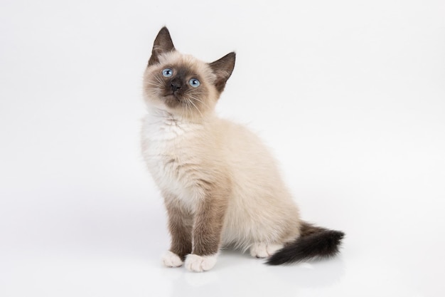 Thai cat known as a traditional siamese cat