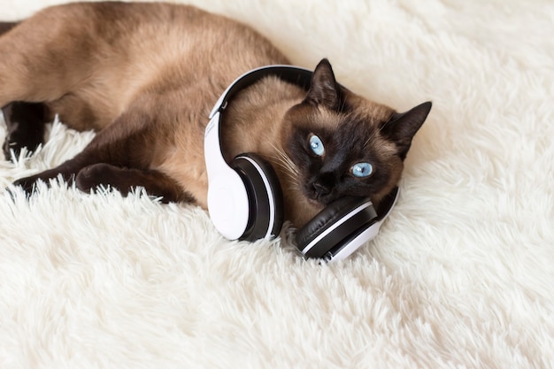 Thai cat with headphones on a white.