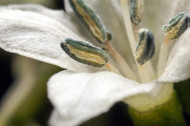 Photo thai chili blossom flower