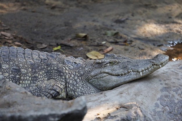 The thai crocodile rest on the garden