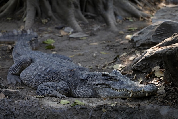 The thai crocodile rest on the garden