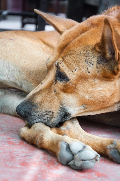 Thai dog Brown lonely lying on floor