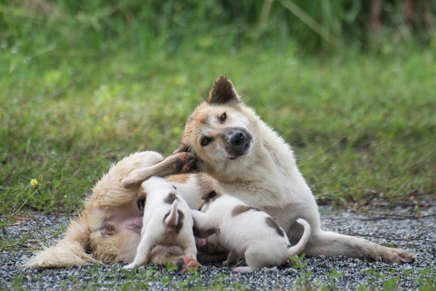 Thai dog feeding puppies