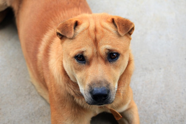 Thai dog is resting on concrete floor