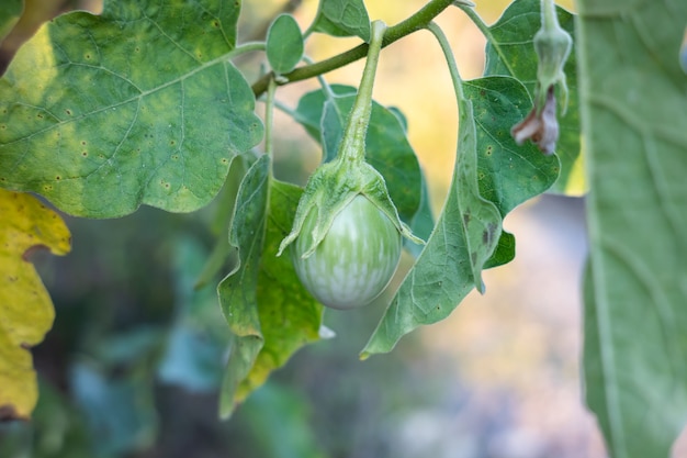 Thai eggplant on the tree in the garden