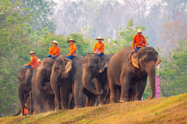 Thai elephant day at The Thai Elephant Conservation Center