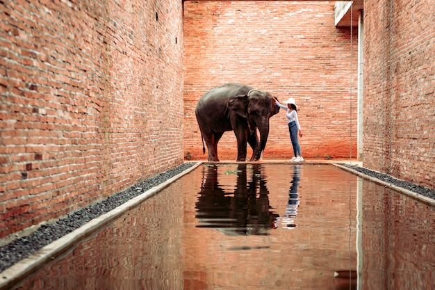 Thai elephants walking at the Elephant Learning Center, Surin Province, Thailand