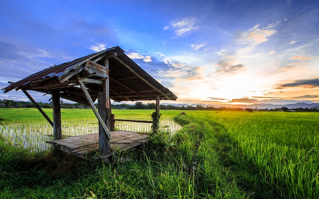 Thai farmer hut in rice  field with sunset scene