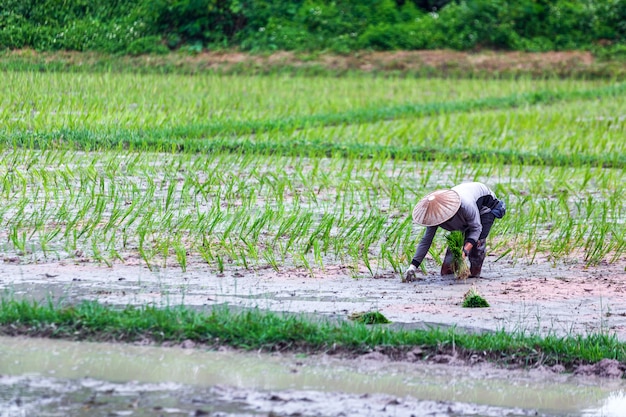 Thai Farmer planting on the organic paddy rice field