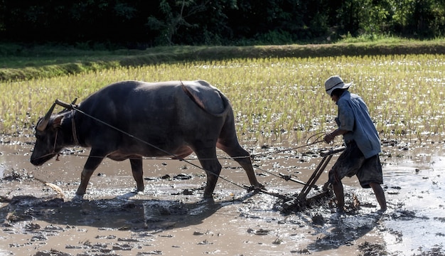 Thai farmer working with his buffalo