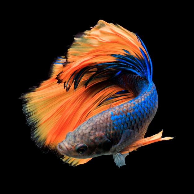 Thai fighting fish on black background