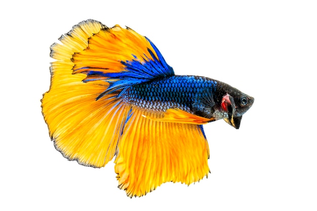 Thai fighting fish on white background