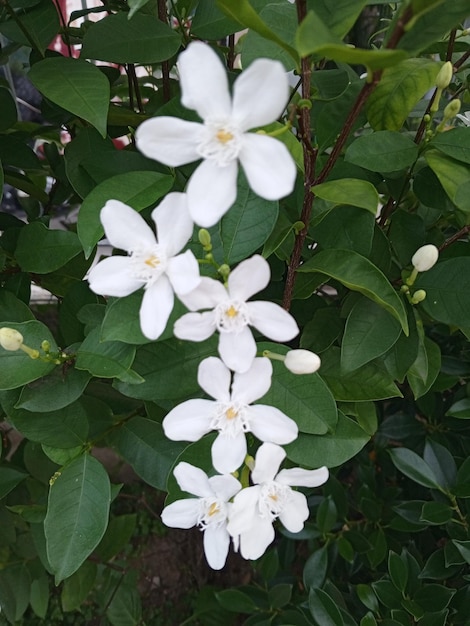 Thai flower Snowflake Milky Way Arctic Snow