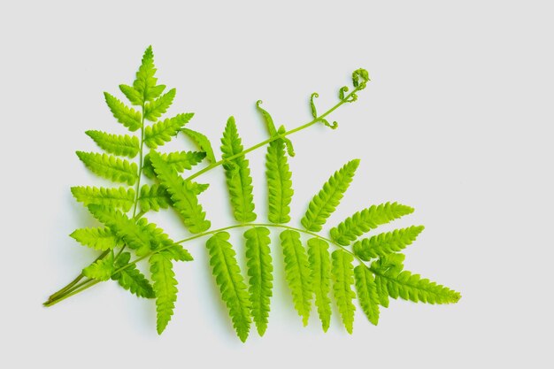 Thai fresh mint leaves for add on topping food leaf tree isolated on white Fragrant mint combination of toothpaste spearmint or peppermint