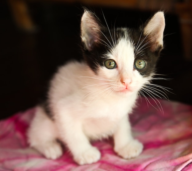 Thai kitten