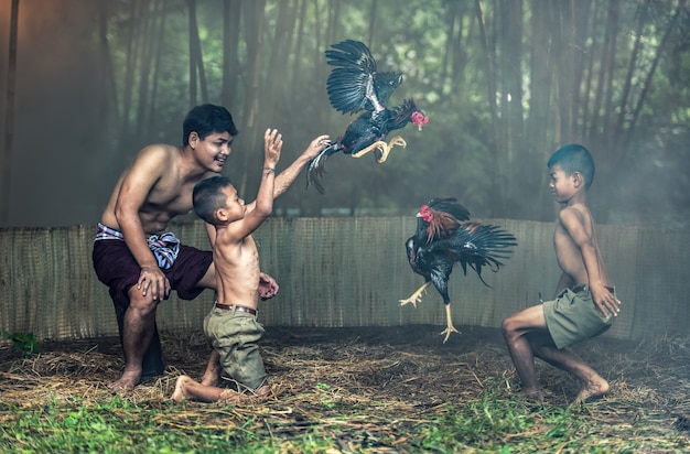 Thai local people with cock fighting in a farm