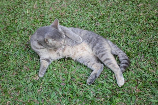 Thai local village cat in many action