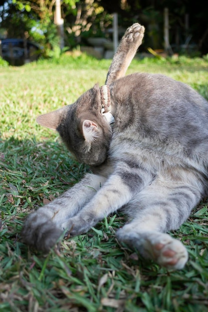 Thai local village cat in many action