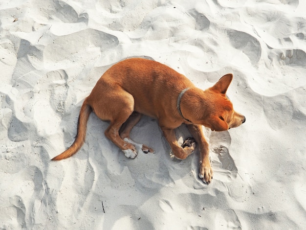 Thai red dog lying down on white sand beach