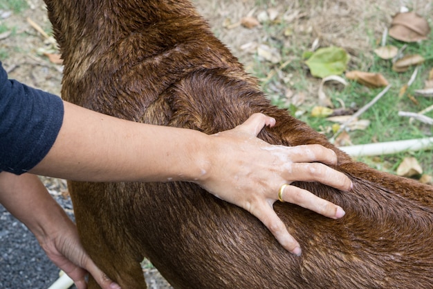 Thai ridgeback dog taking a shower with soap and water., brown dog take a bath.