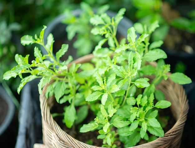 Thai sweet basil for cooking