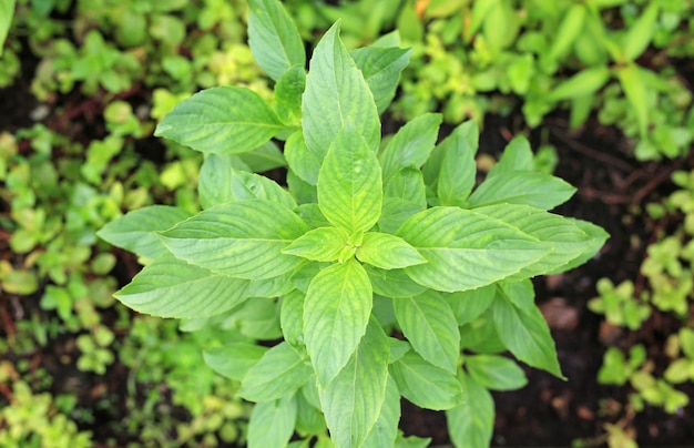 Thai sweet green basil tree in plantation Top view