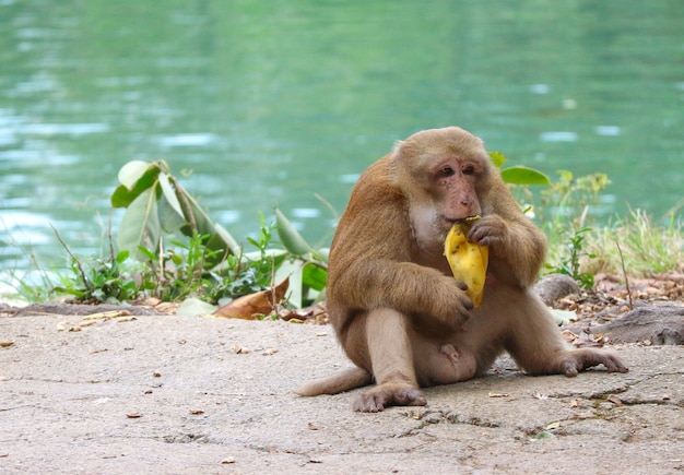 Thai wild red face monkey sitting on the ground and eating banana.