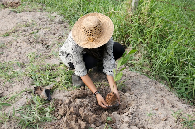 Thai woman planting tree and growing vegetable drop in hole at garden in dusk time in Phatthalung Thailand