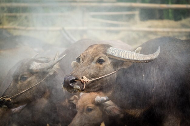 thailand buffalo in farm