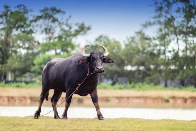 Thailand buffalo in Nature