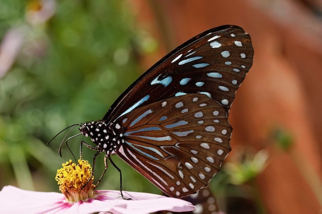 Thailand, Chang Mai, tropical butterfliy on a flower