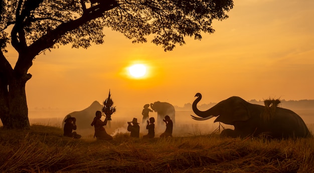 Thailand Countryside; Silhouette elephant on the background of sunset, elephant Thai in Surin Thailand.