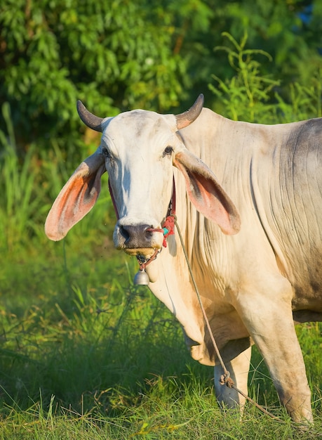 Thailand cow asia animal forest