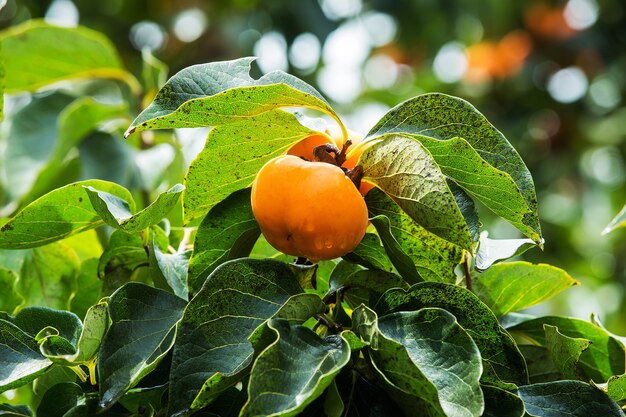 Thailand persimmon tree ( kaki ) with fruits.