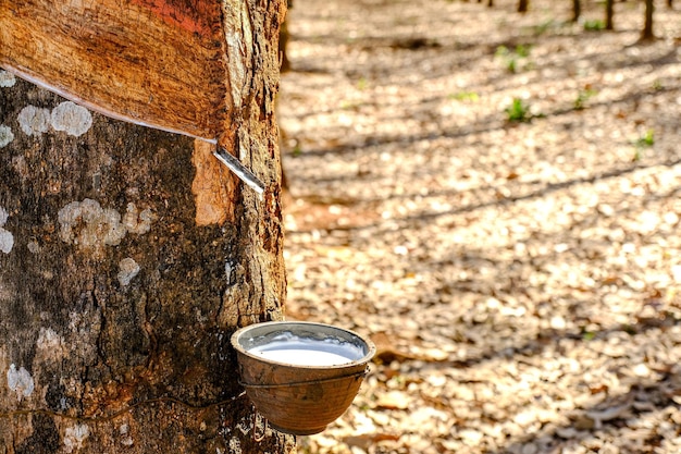 Thailand rubber in black cup