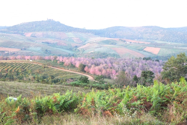 Thailand's sakura at Phu Lom Lo mountain, Loei , Thailand.