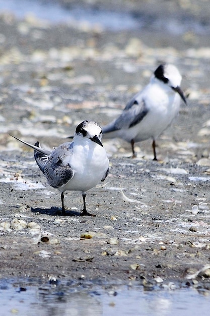 Thalasseus Sandvicensis - El Charran Patinegro is a bird of the Sternidae family. 