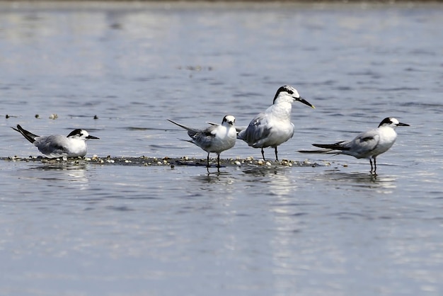 Thalasseus sandvicensis  el charran patinegro is a bird of the sternidae family