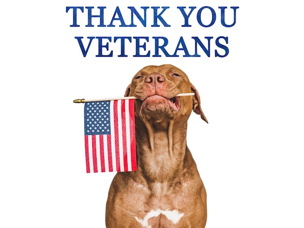 Thank You Veterans Brown puppy and American Flag