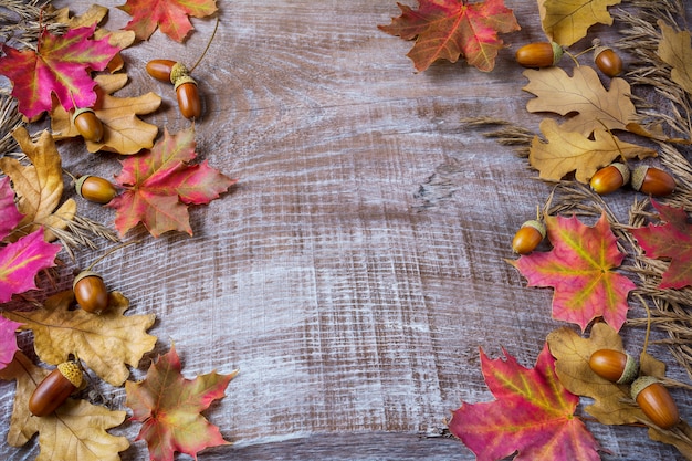 Thanksgiving  greeting background with rye, acorn and fall maple leaves