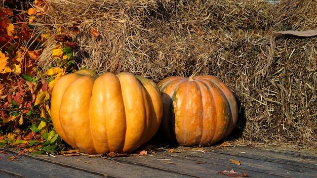 Thanksgiving harvest festival concept. Autumn orange pumpkins on straw with leaves. 