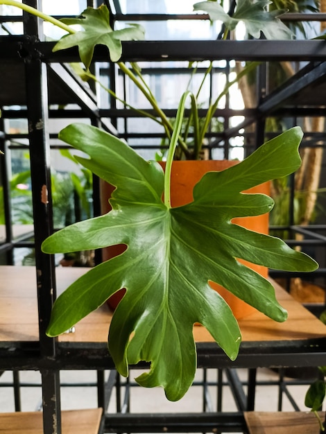 Thaumatophyllum bipinnatifidum is a classic houseplant with split leaves