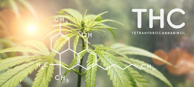 Photo thc formula. tetrahydrocannabinol molecule structure compound with plant. medical marijuana molecules, cannabidiol biochemistry formula. chemistry addiction