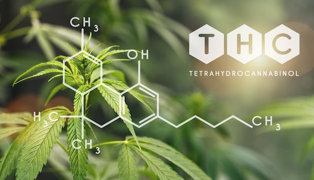 Photo thc structural formula, cannabis industry, growing marijuana, pharmacy business, cbd elements and thc in marijuana, marijuana and medical marijuana health