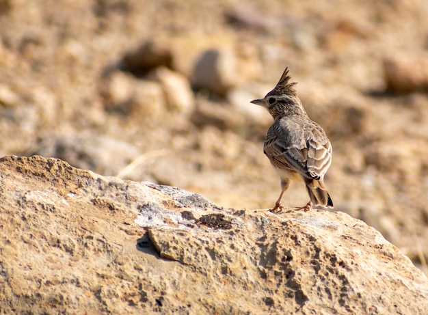 Thekla's Lark Galerida Theklae perching on a dead tree