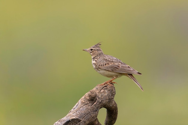 Photo theklas lark galerida theklae toledo spain